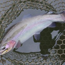 釣り納め ～大安トラウトレイク～